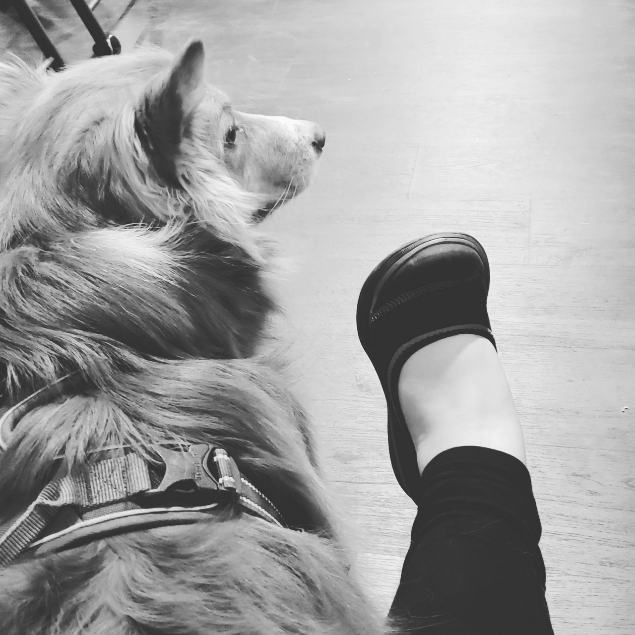 Minniesjellybeantoes Black And White