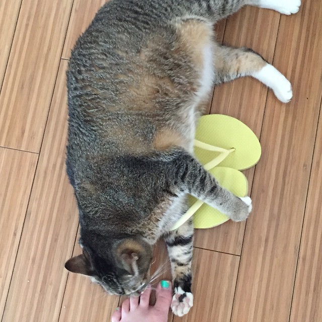 Courtney Merritt Feet